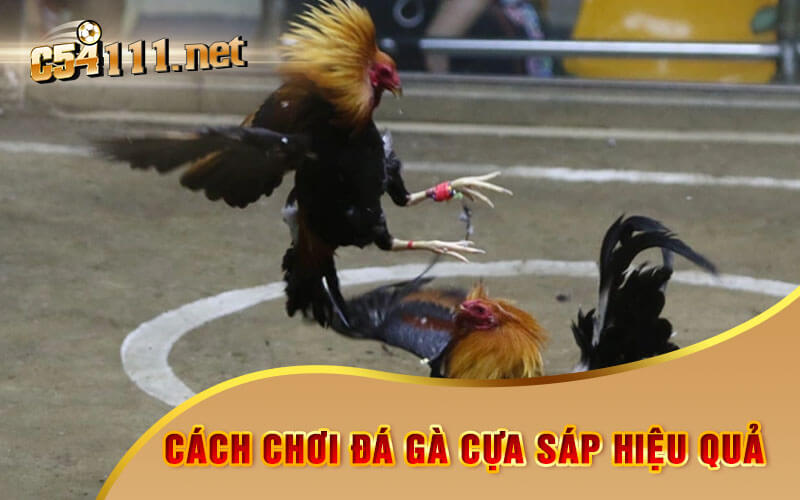 Cách Chơi Đá Gà Cựa Sáp Hiệu Quả