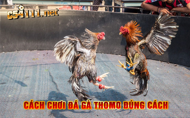 Cách Chơi Đá Gà Thomo Đúng Cách