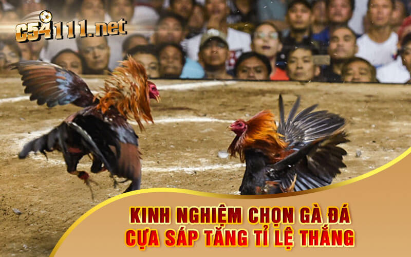 Kinh Nghiệm Chọn Gà Đá Cựa Sáp Tăng Tỉ Lệ Thắng